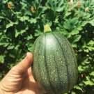 Heirloom Tatume Summer Squash Vegetables Organic 10 PCS Seeds