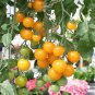 Heirloom Tumbling Tom Yellow Cherry Tomato 100 PCS Seeds