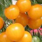 Heirloom Tumbling Tom Yellow Cherry Tomato 100 PCS Seeds