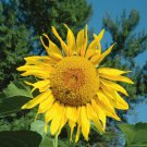 Heirloom Tarahumara Sunflower great survival 20 PCS Seeds