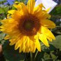 Heirloom Tarahumara Sunflower great survival 20 PCS Seeds