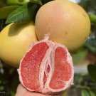 Heirloom Sweet Yellow Grapefruit Citrus maxima Fruit 10 PCS Seeds Heirloom Sweet Yellow Grapefruit Citrus maxima Fruit 10 PCS Seeds