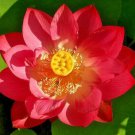 Heirloom Super Red Nelumbo Nucifera Lotus Flower Bonsai 1 PCS Seeds