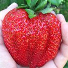 Heirloom Super Giant Japan Red Strawberry Organic 600 PCS Seeds Heirloom Super Giant Japan Red Strawberry Organic 600 PCS Seeds