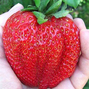 Heirloom Super Giant Japan Red Strawberry Organic 600 PCS Seeds