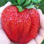 Heirloom Super Giant Japan Red Strawberry Organic 600 PCS Seeds