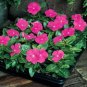 Heirloom Sunstorm Deep Purple Vinca 10 PCS Seeds