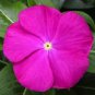Heirloom Sunstorm Deep Purple Vinca 10 PCS Seeds