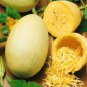 Heirloom Spaghetti Squash Vegetable 30 PCS Seeds