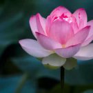 Heirloom Strong Fragrant White Lotus with Light Red Color 1 PCS Seeds Heirloom Strong Fragrant White Lotus with Light Red Color 1 PCS Seeds