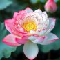 Heirloom Strong Fragrant White Lotus with Light Red Color 1 PCS Seeds