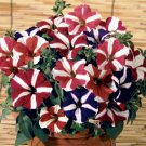 Heirloom Snow White Petunia with Five Purple Stripes Annual Garden 200 PCS Seeds