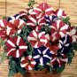Heirloom Snow White Petunia with Five Purple Stripes Annual Garden 200 PCS Seeds