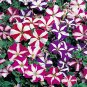 Heirloom Snow White Petunia with Five Purple Stripes Annual Garden 200 PCS Seeds