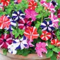 Heirloom Snow White Petunia with Five Purple Stripes Annual Garden 200 PCS Seeds