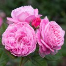 Heirloom Small Pink Rose Fragrant Flower 50 PCS Seeds Heirloom Small Pink Rose Fragrant Flower 50 PCS Seeds