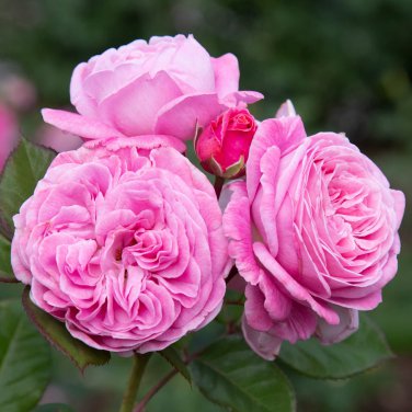 Heirloom Small Pink Rose Fragrant Flower 50 PCS Seeds