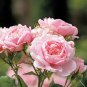 Heirloom Small Pink Rose Fragrant Flower 50 PCS Seeds