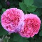 Heirloom Small Pink Rose Fragrant Flower 50 PCS Seeds