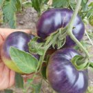 Heirloom Small Bright Purple Tomato 100 PCS Seeds Heirloom Small Bright Purple Tomato 100 PCS Seeds