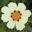 Heirloom Star Cluster Perennial White Purple Coreopsis Flower 20 PCS Seeds Heirloom Star Cluster Perennial White Purple Coreopsis Flower 20 PCS Seeds