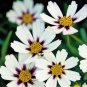Heirloom Star Cluster Perennial White Purple Coreopsis Flower 20 PCS Seeds