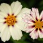 Heirloom Star Cluster Perennial White Purple Coreopsis Flower 20 PCS Seeds