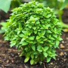 Heirloom Spicy Globe Basil 20 PCS Seeds Heirloom Spicy Globe Basil 20 PCS Seeds