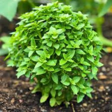 Heirloom Spicy Globe Basil 20 PCS Seeds