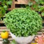 Heirloom Spicy Globe Basil 20 PCS Seeds