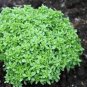 Heirloom Spicy Globe Basil 20 PCS Seeds