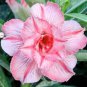 Heirloom 'Shui Wang' Adenium Desert rose 2 PCS Seeds