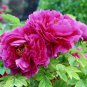 Heirloom 'Shou An Hong' Red Chinese Peony Seedling Flower 5 PCS Seeds