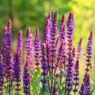 Heirloom Salvia Officinalis Pink Woodland Sage Perennial Flower 30 PCS Seeds