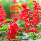 Heirloom Scarlet Sage Short Red Salvia Flower 30 PCS Seeds