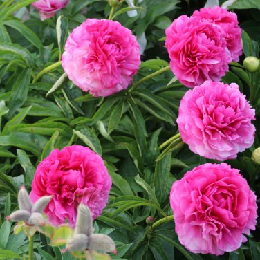 Heirloom Rose Shaped Adenium Yellow Desert Rose 2 PCS Seeds