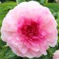 Heirloom Rose Shaped Adenium Yellow Desert Rose 2 PCS Seeds