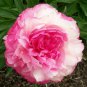 Heirloom Rose Shaped Adenium Yellow Desert Rose 2 PCS Seeds