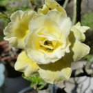 Heirloom Roma I Yellow Bean 15 PCS Seeds