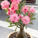 Heirloom 'River of Quick Sand' Adenium Desert rose 2 PCS Seeds