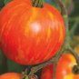Heirloom Red Zebra Tomato with Golden Stripe Organic 100 PCS Seeds