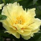 Heirloom Red Yellow Double Blooms Peony Tree Fragrant Flower 5 PCS Seeds Heirloom Red Yellow Double Blooms Peony Tree Fragrant Flower 5 PCS Seeds