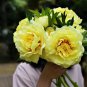 Heirloom Red Yellow Double Blooms Peony Tree Fragrant Flower 5 PCS Seeds