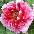 Heirloom Red White Peony Seedling Flower 'Er Qiao' 5 PCS Seeds Heirloom Red White Peony Seedling Flower 'Er Qiao' 5 PCS Seeds