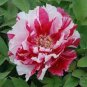 Heirloom Red White Peony Seedling Flower 'Er Qiao' 5 PCS Seeds