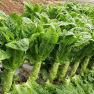 Heirloom Red Skin Asparagus Lettuce Vegetables 30 PCS Seeds