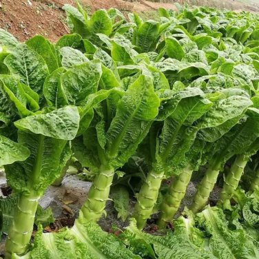 Heirloom Red Skin Asparagus Lettuce Vegetables 30 PCS Seeds