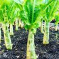 Heirloom Red Skin Asparagus Lettuce Vegetables 30 PCS Seeds