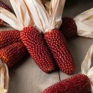 Heirloom Red Popping Corn strawberry corn 8 PCS Seeds Heirloom Red Popping Corn strawberry corn 8 PCS Seeds