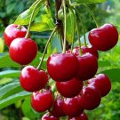 Heirloom Red Middle Sweet Cherry Fruits 6 PCS Seeds Heirloom Red Middle Sweet Cherry Fruits 6 PCS Seeds